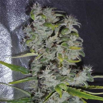 Насіння конопель Nefertiti Feminised